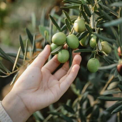 Aceitunas Sevillanas 1 kg